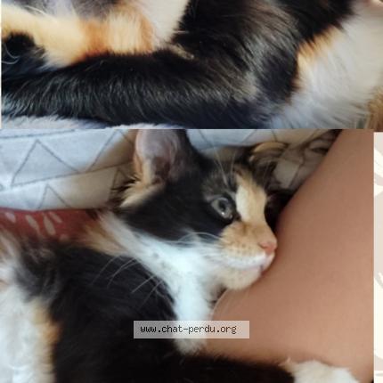 Photo de chat perdu à Marseille