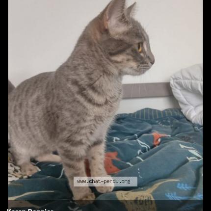 Photo 1/1 Chat retrouvé Perdu à Trelaze