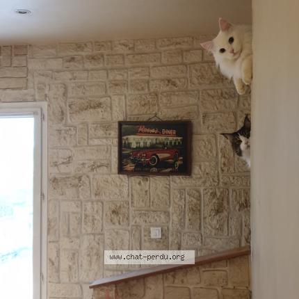 Photo de chat perdu à Couilly Pont Aux Dames