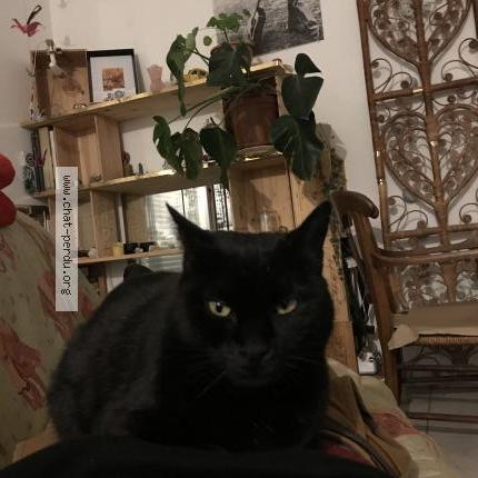 Photo 1/1 Crapule Chat perdu à Le cres