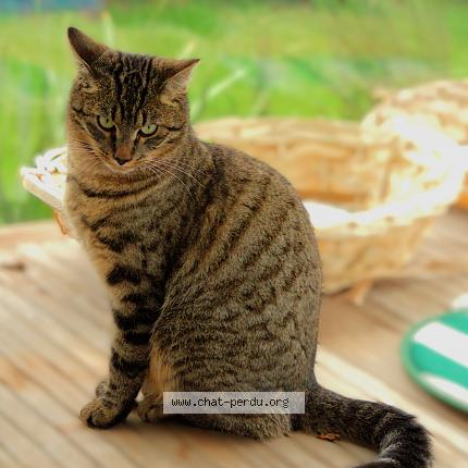 Photo 1/1 Chat retrouvé Perdu à Fouesnant