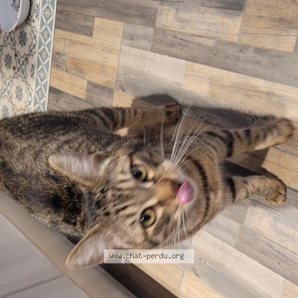 Photo de chat trouvé à St Aubin De Luigne