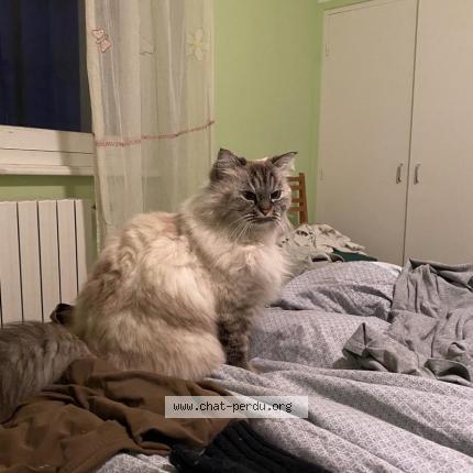 Photo 1/1 Chat retrouvé Perdu à Poitiers