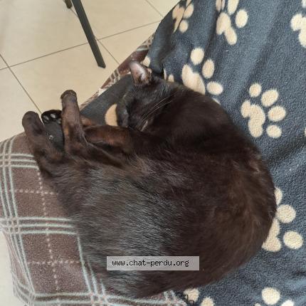 Photo 1/1 Chat retrouvé Perdu à Bains Sur Oust