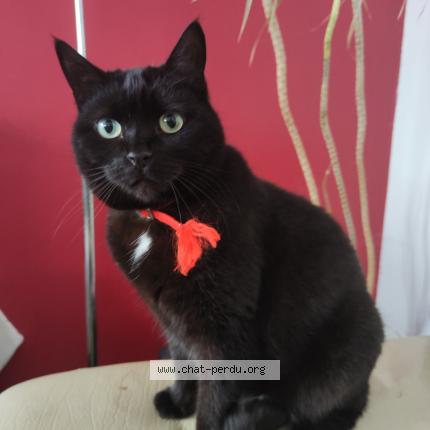 Photo de chat perdu à Germignonville