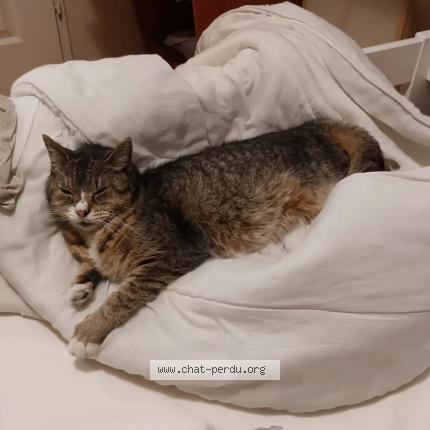 Photo de chat perdu à Grenoble