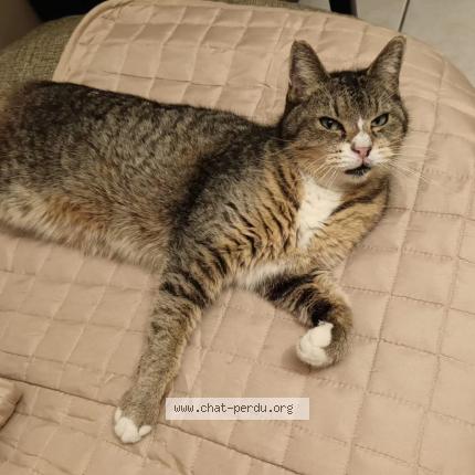 Photo 2/4 Chat retrouvé Perdu à Grenoble