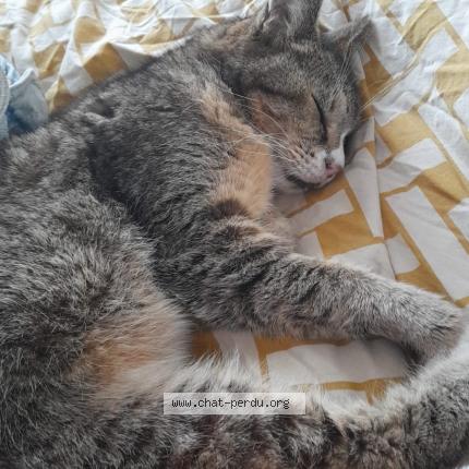 Photo 3/4 Chat retrouvé Perdu à Grenoble
