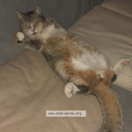 Photo 4/4 Chat retrouvé Perdu à Grenoble