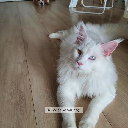 Photo 1/1 Chat retrouvé Perdu à Strasbourg