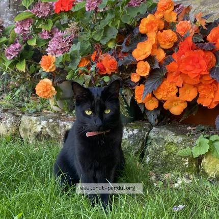 Photo 1/1 Chat retrouvé Perdu à Dax