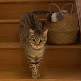 Photo de chat perdu à Nantes