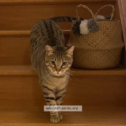 Photo 1/1 Chat retrouvé Perdu à Nantes