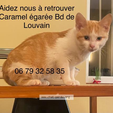 Photo de chat perdu à Marseille