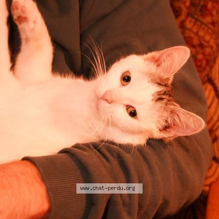 Photo 1/1 Chat retrouvé Perdu à Sttrasbourg