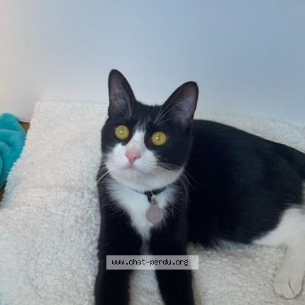 Photo 1/1 Chat retrouvé Perdu à Maisons Alfort