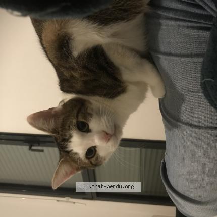 Photo 1/1 Chat retrouvé Perdu à Rouen
