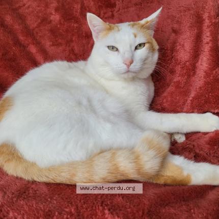 Photo 1/1 Mika Chat perdu à Rabastens