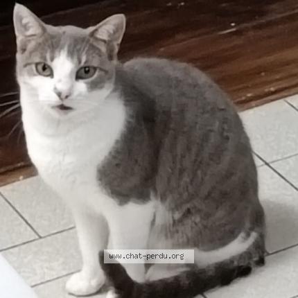 Photo de chat perdu à Bagneux