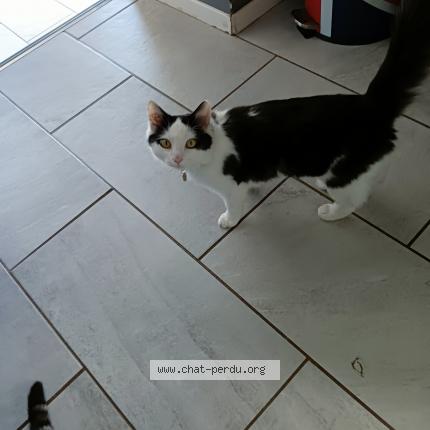 Photo 1/1 Chat retrouvé Perdu à Villenauxe La Petite