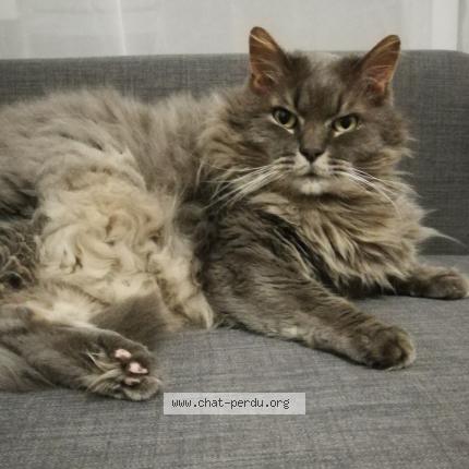 Photo 1/1 Frifri Chat perdu à Lannilis