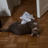 Photo de chat perdu à Carrieres Sur Seine