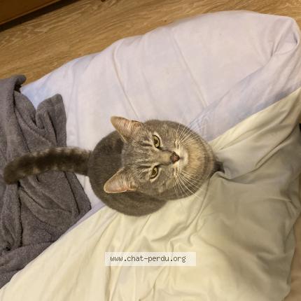 Photo de chat perdu à Migne Auxances Limbre