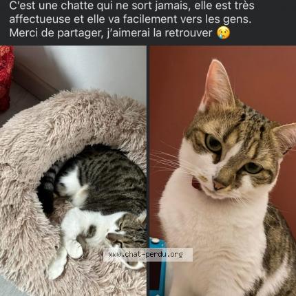 Photo 1/1 Chat retrouvé Perdu à Longuenesse