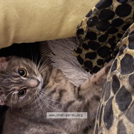 Photo 1/1 Yaya Chat perdu à Metz