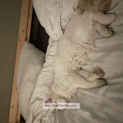 Photo 1/1 Chat retrouvé Perdu à Toulouse