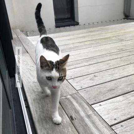 Photo de chat perdu à Bordeaux