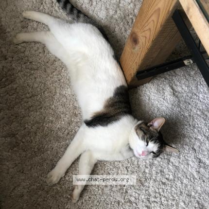 Photo de chat perdu à Tulle