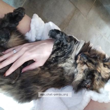 Photo de chat perdu à Argiesans
