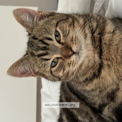 Photo de chat perdu à Champigny Sur Marne