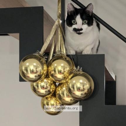 Photo de chat perdu à Coublevie