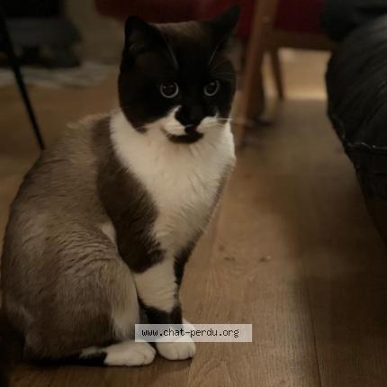 Photo de chat perdu à La Roche Sur Yon