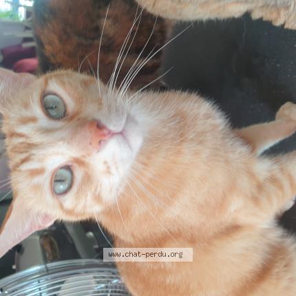Photo de chat perdu à Capdenac Gare