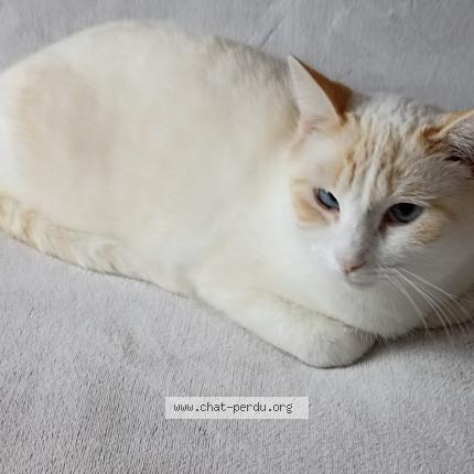 Photo de chat perdu à Audignon
