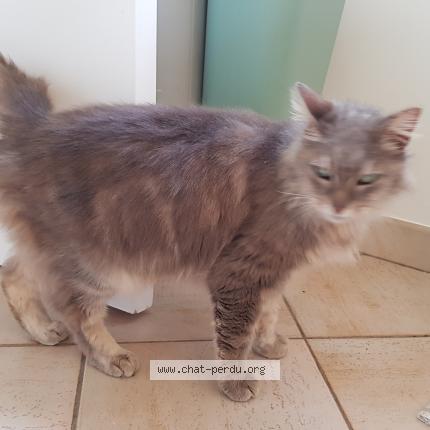 Photo de chat trouvé à Vezin Le Coquet