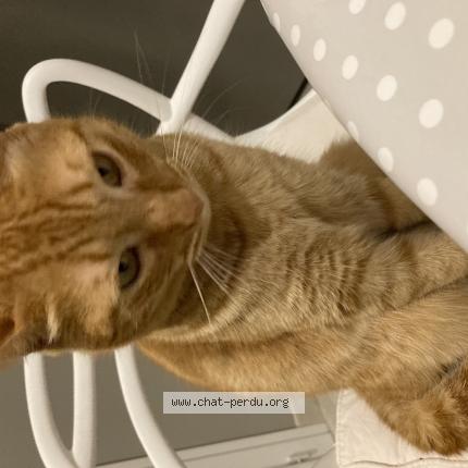 Photo de chat perdu à St Jean D Illac