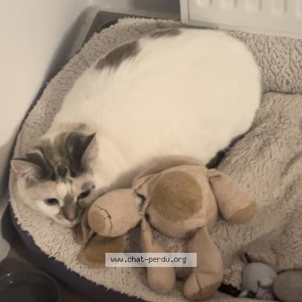 Photo 1/1 Tequila Chat perdu à Guethary