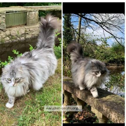 Photo de chat perdu à Le Verdon Sur Mer