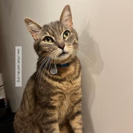 Photo de chat perdu à Villejuif