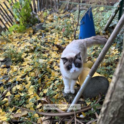Photo 1/1 Chat retrouvé Perdu à Champigny Sur Marne