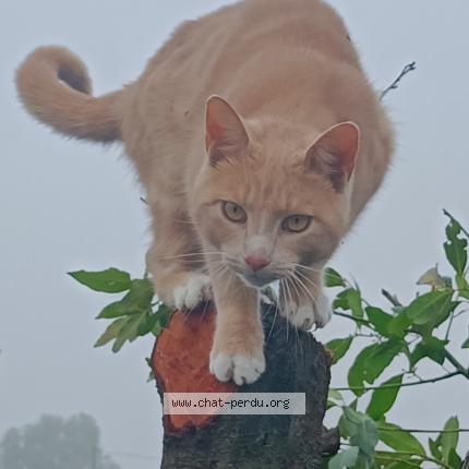 Photo 1/1 Mango Chat perdu à Herzeele