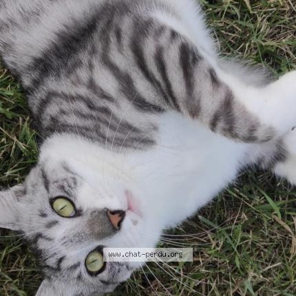 Photo 1/4 Shelby Chat perdu à Saint amand montrond