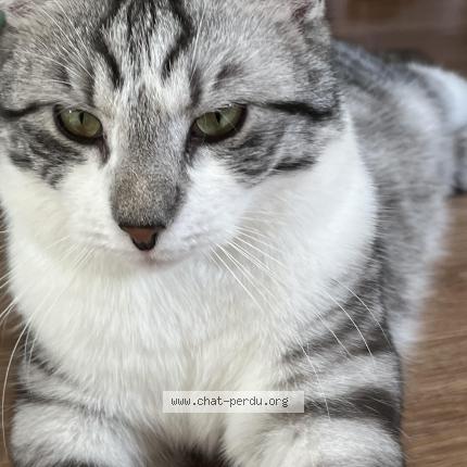 Photo 2/4 Shelby Chat perdu à Saint amand montrond