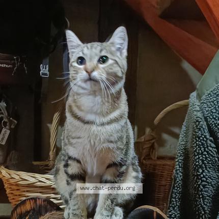 Photo de chat perdu à Obersteinbach