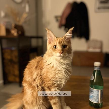 Photo de chat perdu à Marseille