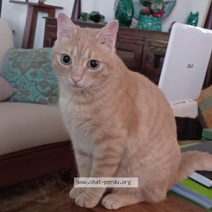 Photo 1/1 JULES Chat perdu à Montegrosso corse